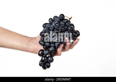 Männerhand mit einem Haufen Trauben, isolierter weißer Hintergrund. Zweig reifer blauer Trauben, Platz für Text Stockfoto