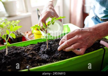 Alter Mann, der im Gewächshaus gärtnerte. Herrenhände Pflanzen Tomatensämlinge in den Boden und gießen, selektive Fokus. Pflanzen und Gärtnern bei Sprotte Stockfoto