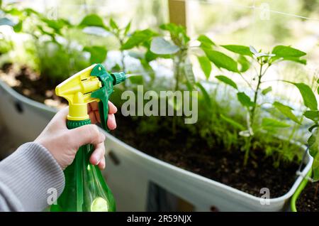 Ein Mann, der im Gewächshaus arbeitet. Männer halten die Sprühflasche und gießen die Pfefferpflanze Stockfoto