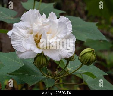 Nahaufnahme der leuchtend weißen Hibiscus mutabilis Blume und Knospe, auch bekannt als Konföderierte Rose oder Dixie Rosemallow, isoliert im tropischen Garten im Freien Stockfoto