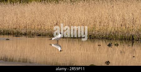 Schwarzkopfmöwe, die in einem Teich bei Schilf nach Nahrung sucht Stockfoto