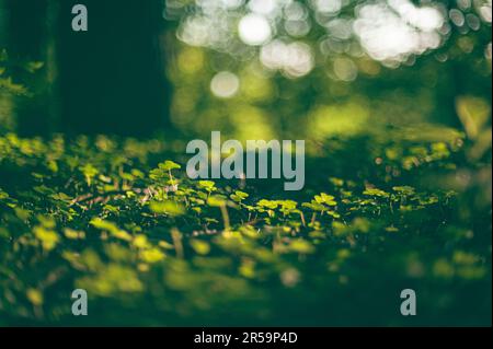 Klee bei geringer Sonneneinstrahlung auf dem Waldboden Stockfoto