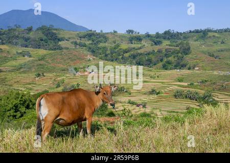 Malerischer Landschaftsblick auf Kenda terrassenförmige Reisfelder mit brauner Kuh im Vordergrund bei Ruteng, Flores Island, East Nusa Tenggara, Indonesien Stockfoto