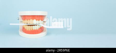 Reinigen und verschmutzen Sie den Zahn vor und nach dem Aufhellen. Modell der weissen Zahnbürste aus Kunststoff für menschliche Zähne, Vollzahnbürste, Zahnplatte. Zahnkieferorthopädische Zahnbehandlung Stockfoto