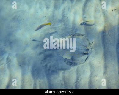 Blauer Stachelrochen gräbt sich in den Sand auf dem sandigen Meeresboden in ägypten Stockfoto