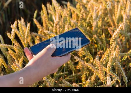 Die Hand eines jungen Mannes mit einem Handy, der ein Weizenohr auf einem Feld fotografiert. Stockfoto