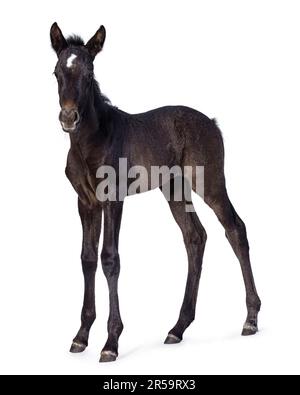 1 Monate altes dunkelbraunes andalusisches Pferd, auch bekannt als Pura raza espanola, steht seitlich. Ich schaue in die Kamera. Isoliert auf weißem Hintergrund. Stockfoto
