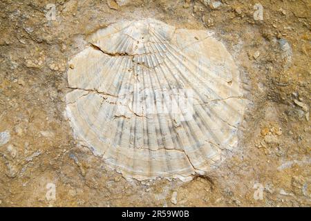 Fossile Muschel in Kalkstein Stockfoto