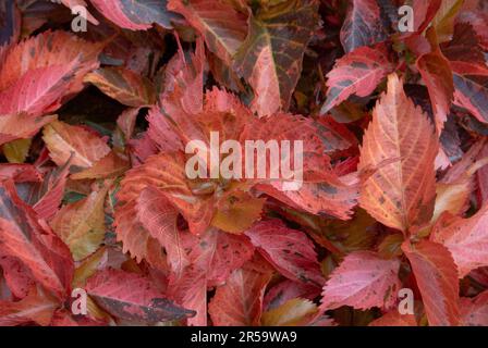 Kräftige Farbe der Blätter von Acalypha Wilkesiana, gebräuchliche Namen sind Copperleaf und Jacob’s Coat. Stockfoto