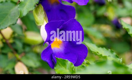 Thunbergia Erecta Blüten, ist tiefblau violett gegen hellgelb im Inneren der Röhre. Gebräuchliche Namen sind King's Mantle, Bush Clock Vine, Thunbergia. Stockfoto