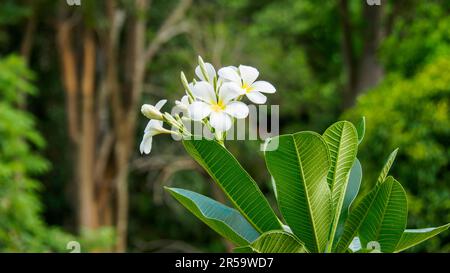 Weiße Plumeria Obtusa L. oder Plumeria mit grünen Blättern im natürlichen Hintergrund. Andere gebräuchliche Namen sind Frangipani, Temple Tree oder Graveyard Tree. Stockfoto