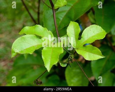Leuchtend grüne Passionsfruchtblätter, tief gelocht und länglich. Die Blätter wachsen auf einer weitläufigen und immergrünen Weinrebe. Stockfoto