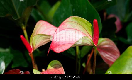 Nahaufnahme: Junger rosa Anthurium mit hellrotem Spadix. Die wachsartige, herzförmige Blume ist eigentlich ein Spathe oder Blatt, das aus der Basis des Spadix wächst. Stockfoto