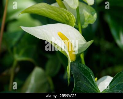 Nahaufnahme weißer Anthurium mit gelbem Spadix im Garten. Die wachsartige, herzförmige Blume ist eigentlich ein Spathe oder Blatt, das aus der Basis des Spadix wächst. Stockfoto