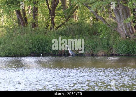 Reiher am Ufer Stockfoto