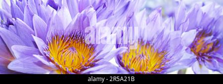 Lilafarbene Seerose mit Panoramablick auf den Hintergrund Stockfoto