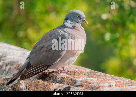 Common Woodpigeon, Columba palumbus, alleinstehender Erwachsener, der an der Wand steht, Albufera, Mallorca, Spanien, 21. Mai 2023 Stockfoto