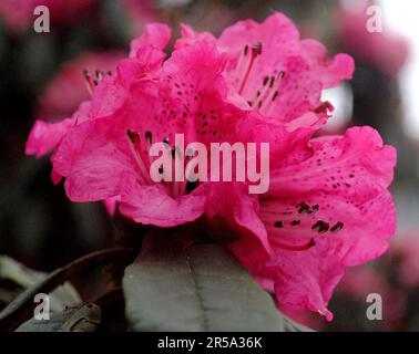 Rhododendron Blüht Im Frühling Stockfoto