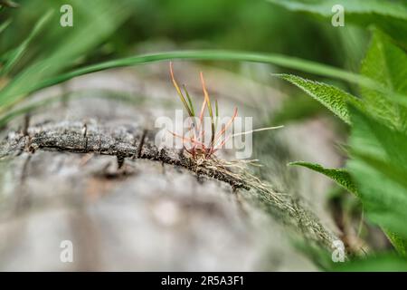 Neues Lebenskonzept mit Keimling-wachsendem Spross. Einsame junge Kiefernschnetzel sprießen im Frühlingswald Stockfoto