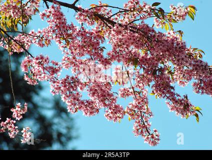 Cherry Blossom, Der Winter Naht Stockfoto