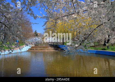 Das Foto wurde im Stadtpark der Stadt Odessa mit dem Namen Victory Park aufgenommen. Das Bild zeigt einen Zweig eines blühenden Baumes, der über dem See gebeugt ist. A Stockfoto