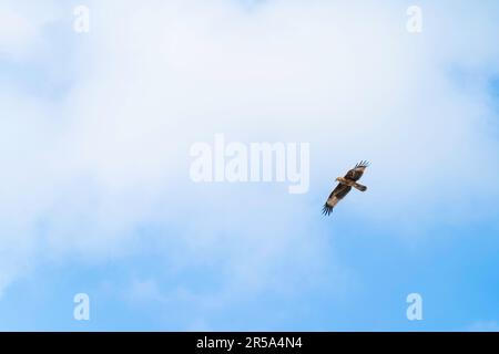 Die Krähe fliegt gegen den blauen Himmel Stockfoto