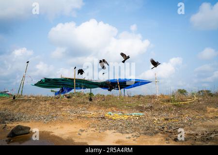 Die Krähe fliegt gegen den blauen Himmel Stockfoto