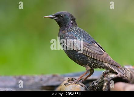 Der knackende männliche gewöhnliche Starling (Sturnus vulgaris) sieht merkwürdig aus und posiert auf einem nassen Stumpf Stockfoto