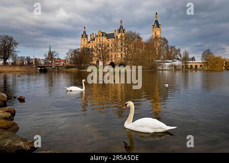 Stummschwan (Cygnus olor), Schloss Schwerin am Abend, vom Wasser aus gesehen mit zwei Stummschwänen, Deutschland, Mecklenburg-Vorpommern, Stockfoto