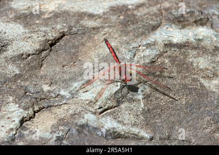 Roter Aderenbruch (Trithemis arteriosa), Männlich, Kanarische Inseln, Gran Canaria, Barranco del Torre Stockfoto