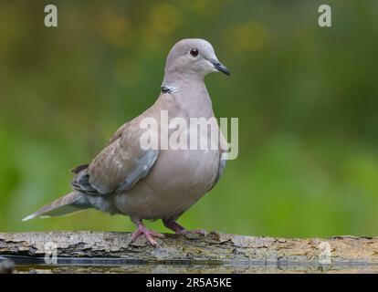 Eurasian Collared Dove (Streptopelia decaocto) auf dem Stamm für Nahaufnahmen mit grünem Hintergrund am bewölkten Morgen Stockfoto