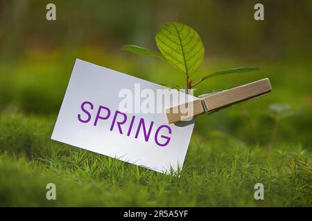 Setzling auf einer Wiese mit einem Blatt Papier, das eine Feder mit Buchstaben enthält Stockfoto