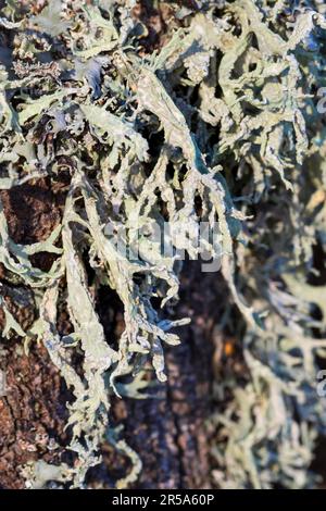 Eichenmoss (Evernia prunawi), an einem Birkenstamm, Schweden Stockfoto