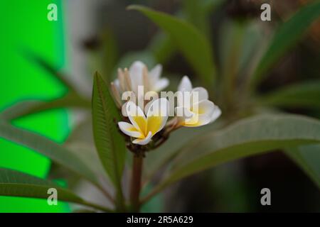 Plumeria ist das Symbol für Massagen und Spa-Blumen oder Buddha-Blumen. Weiße und gelbe Blumen auf einem Baum Stockfoto