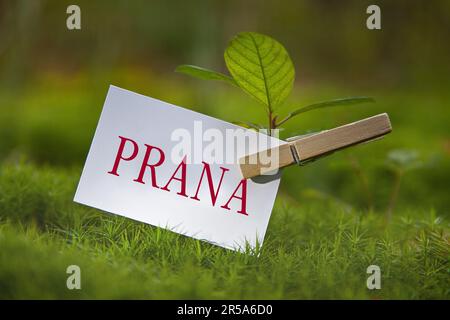 Auf einer Wiese säen, mit einem Stück Papier, das Prana schrieb Stockfoto