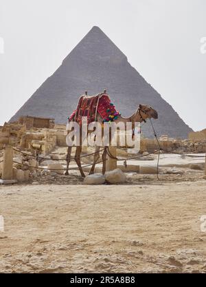 Kamel in ägypten mit den majestätischen Pyramiden von gizeh im Hintergrund Stockfoto
