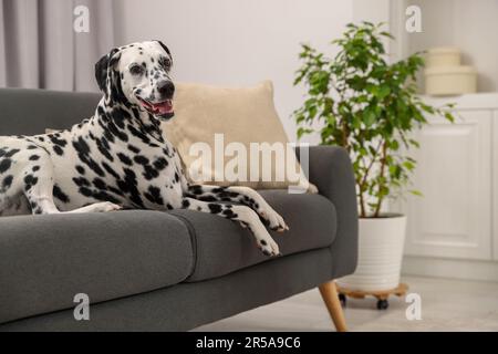 Ein bezaubernder dalmatinischer Hund, der drinnen auf der Couch liegt Stockfoto