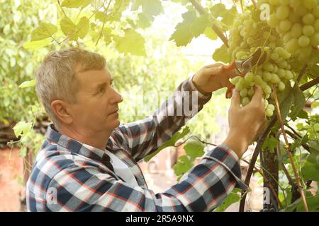 Bauer mit Gartenscheren, die im Garten reife Trauben pflücken Stockfoto