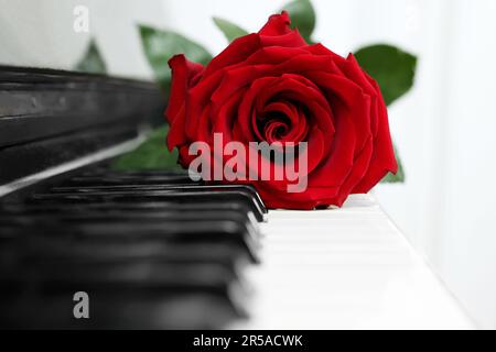 Wunderschöne rote Rose auf den Klaviertasten, Nahaufnahme Stockfoto