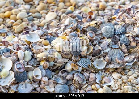 Nahaufnahme von Hunderten von Muscheln, die an einem Strand am Hafen von sag angespült wurden Stockfoto