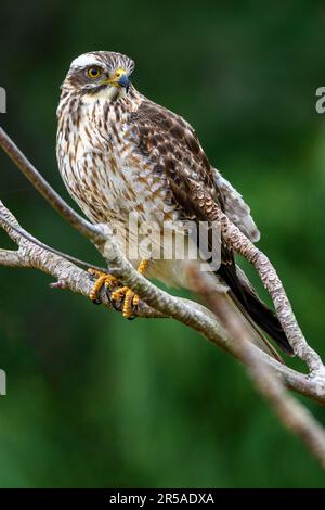 Bussard mit grauem Gesicht (Butastur indicus) aus Amami Oshima, Ryukyu-Inseln, Südjapan. Stockfoto