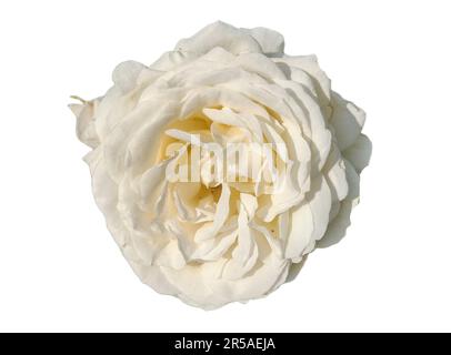 Weiße Rose, die isoliert auf weißem Hintergrund Stockfoto