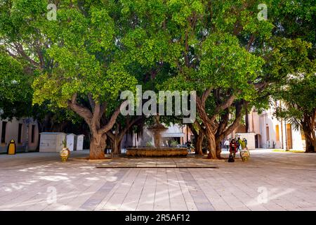 Stadtpark (Innenhof des Gemeindebüros) in der Altstadt von Marsala mit alten großen Ficus-banyan-Bäumen als Schatten. Marsala, Sizilien, Italien, Stockfoto