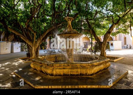 Stadtpark (Innenhof des Gemeindebüros) in der Altstadt von Marsala mit alten großen Ficus-banyan-Bäumen als Schatten. Marsala, Sizilien, Italien, Stockfoto