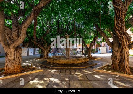 Stadtpark (Innenhof des Gemeindebüros) in der Altstadt von Marsala mit alten großen Ficus-banyan-Bäumen als Schatten. Marsala, Sizilien, Italien, Stockfoto