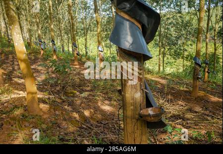 Ein Gummibaum in einer Gummiplantage mit geschnittenen Rillen und eine Schüssel zum Sammeln von Latex im Bezirk Sa Thay, Provinz Kontum, Vietnam. Gummi war innen Stockfoto