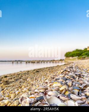 Aufnahme aus einem niedrigen Winkel einer Ansammlung von angespülten Muscheln mit Fernwasser und Dock Stockfoto