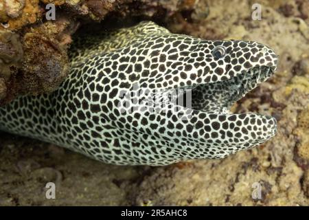 Nahaufnahme eines Schnürsenkelmorrys. Maskat, Oman. Stockfoto