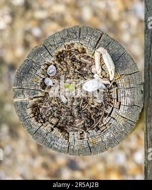 Eine Sammlung von Gegenständen aus der Natur auf einem Holzstapel Stockfoto