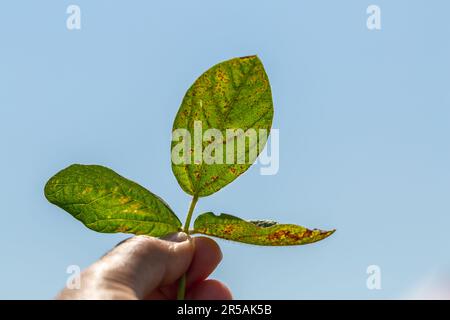 Sojabohnenblätter-Septorie-Nahaufnahme. Eine Hand hält ein Sojabohnenblatt ins Licht Stockfoto